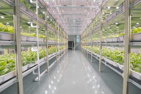 Plant Factory