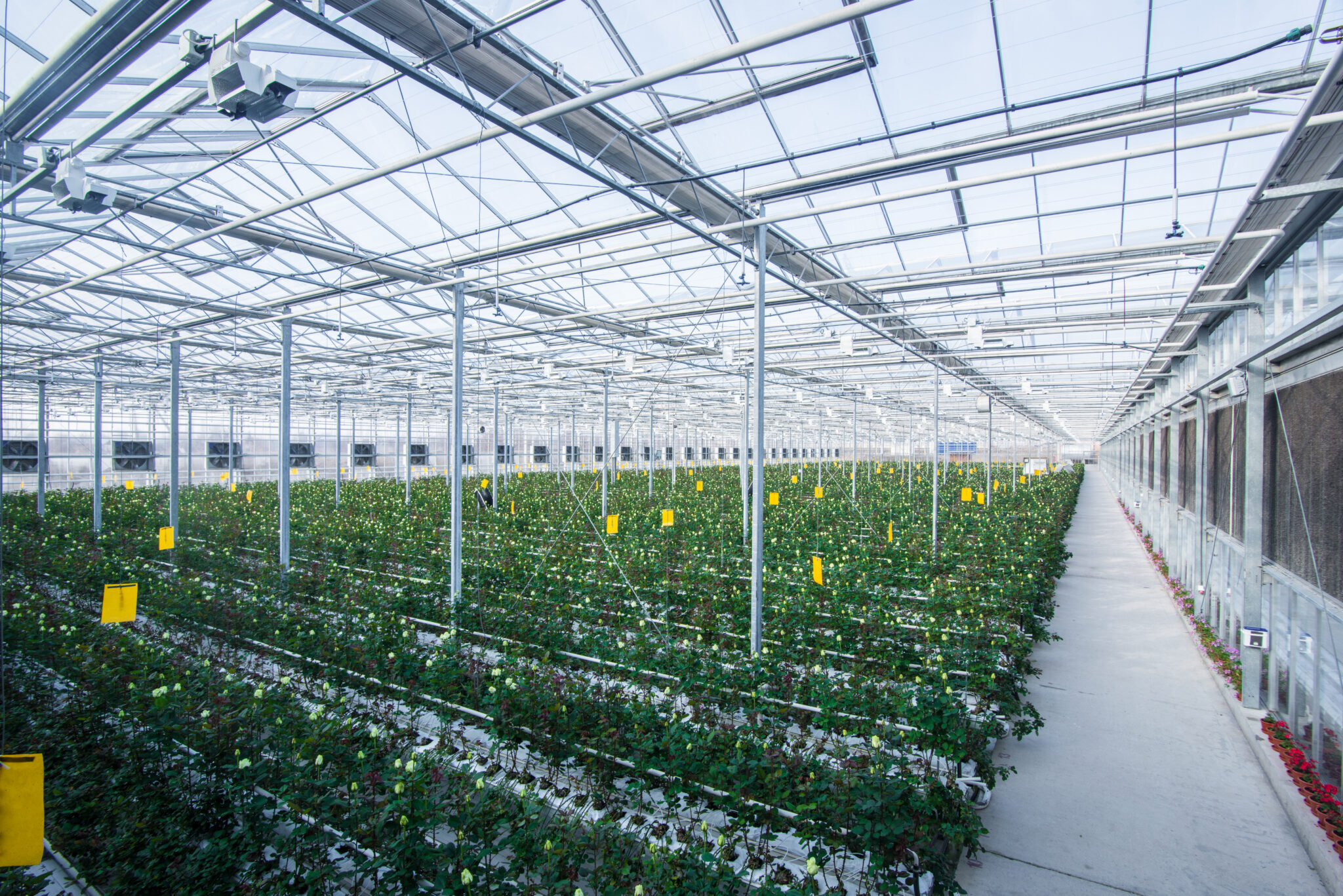 Commercial Greenhouse